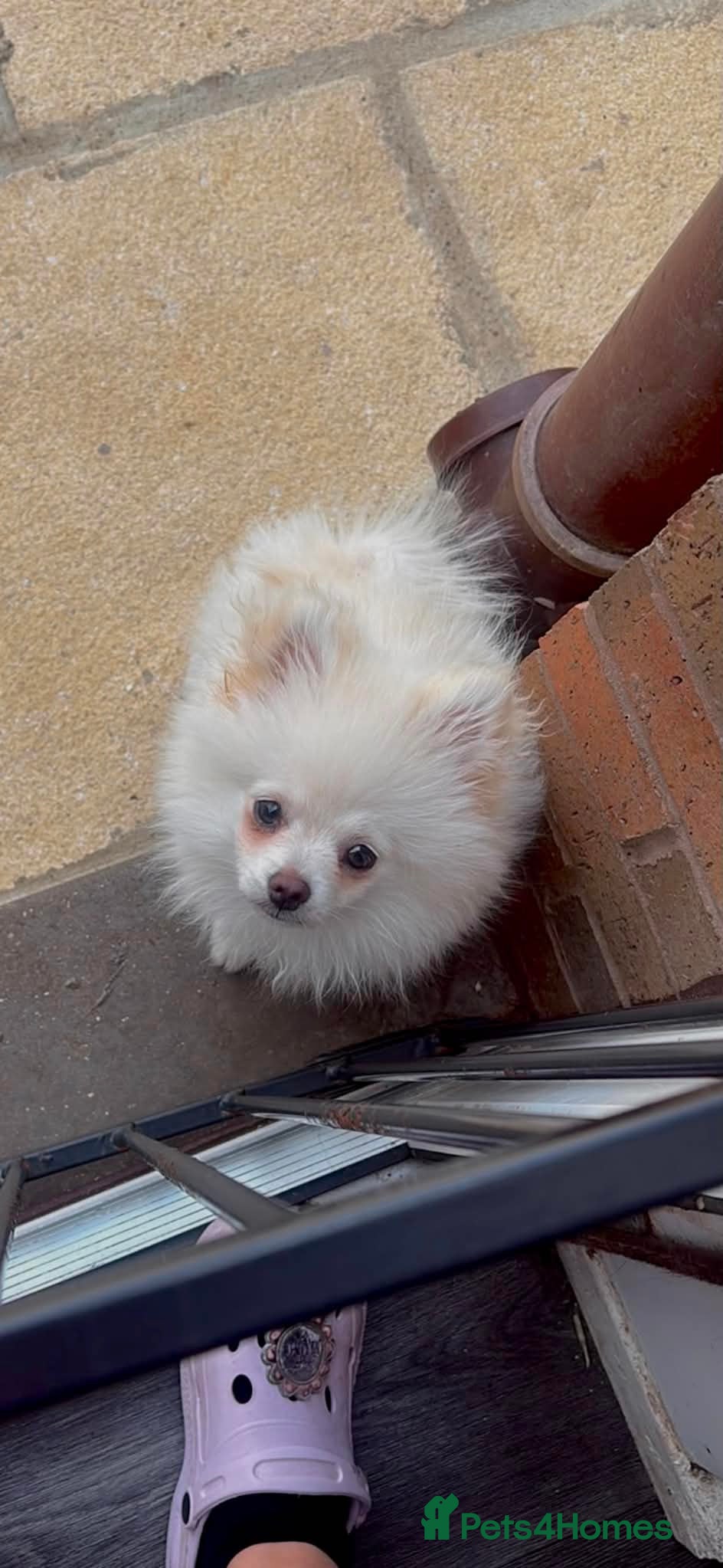 Pomeranian dogs 14 week old Pomeranian boy  - Advert 1