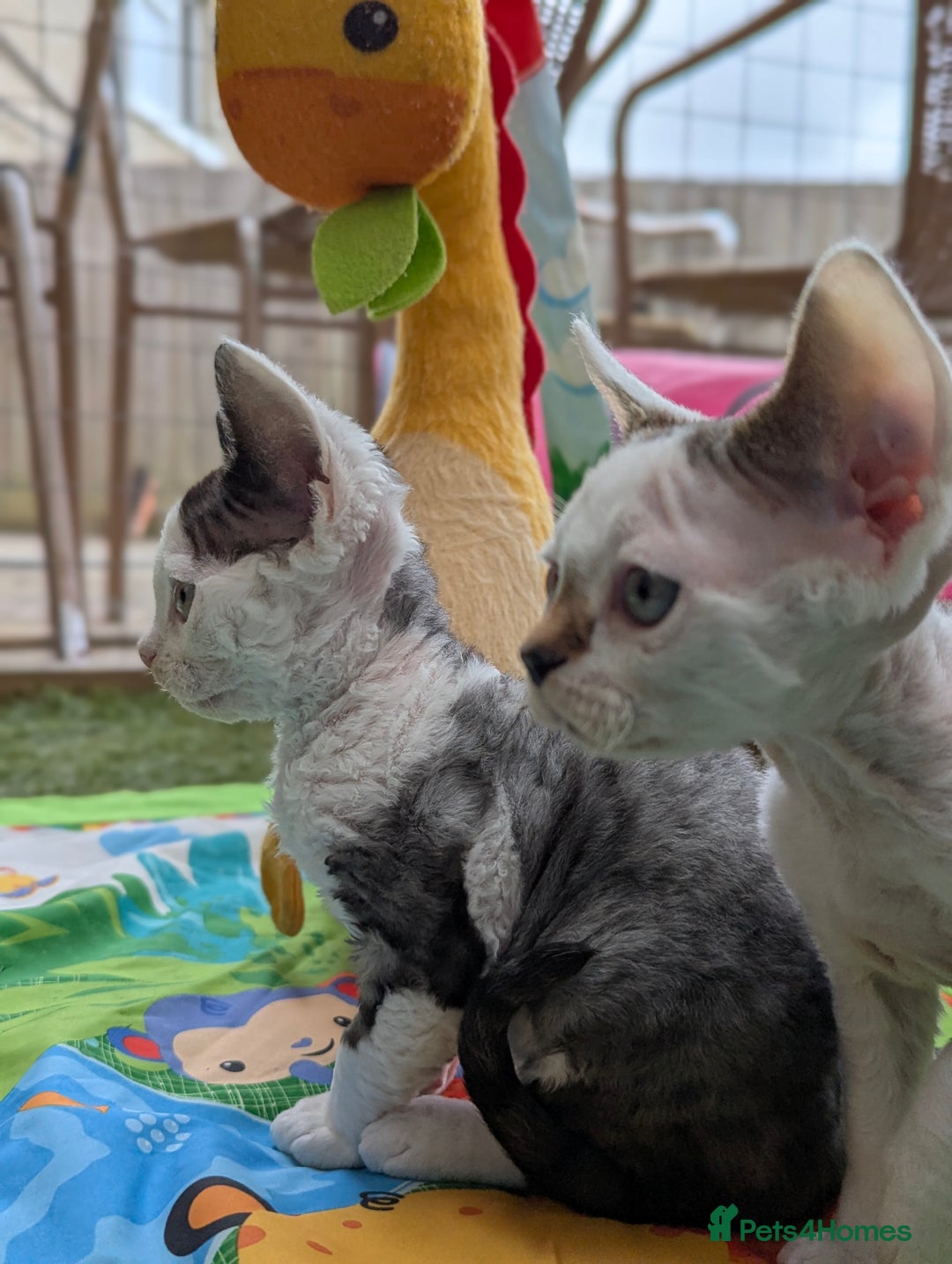 Devon Rex cats for sale: Two cuddlebugs- literally sticker cats available❤️ - Image 6