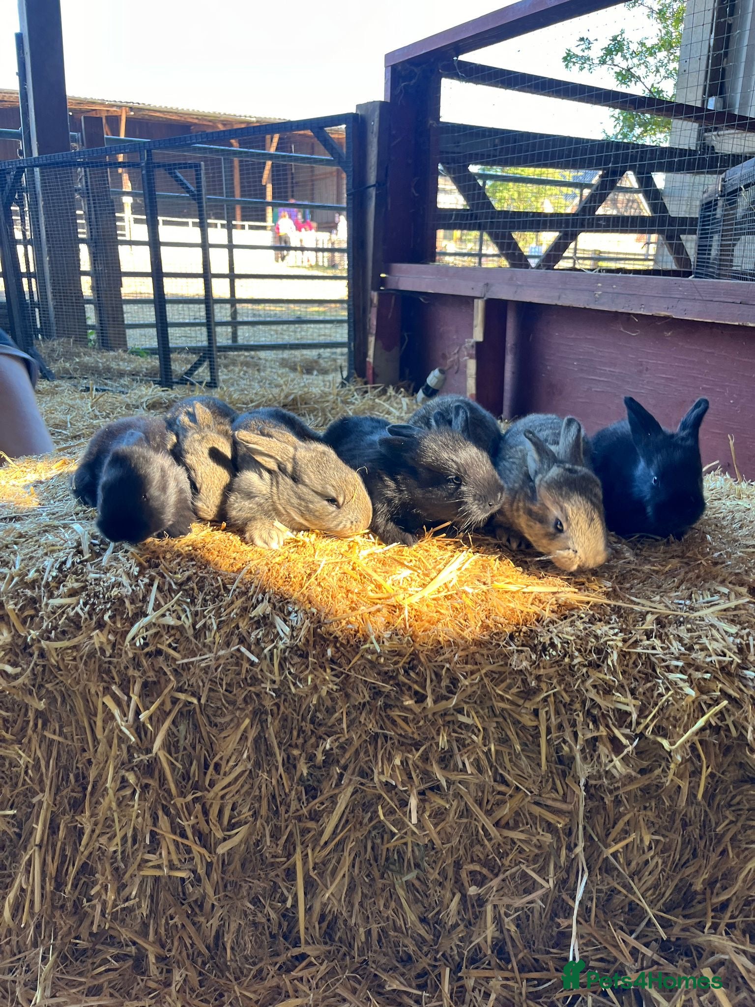 Flemish rabbits 8 Gorgeous Baby Flemish Giant Rabbits - Advert 2