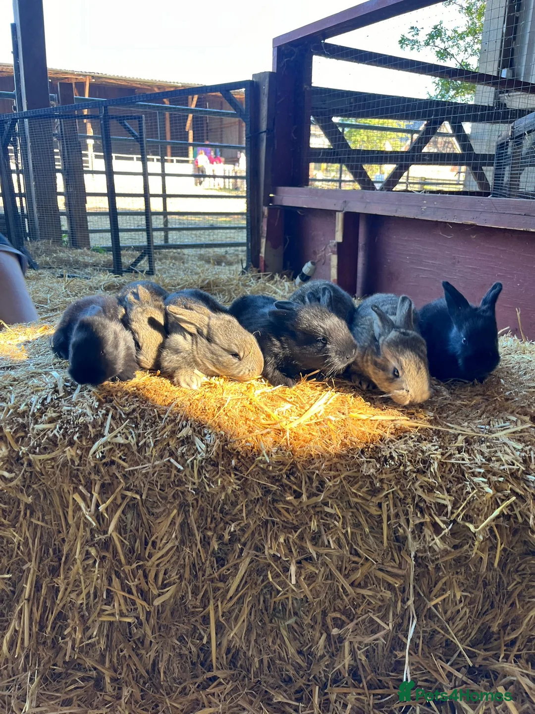 Flemish rabbits for sale: 8 Gorgeous Baby Flemish Giant Rabbits - Advert 2