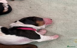 Basset Hound dogs for sale: Beautiful Basset Hound Puppies  - Image 3