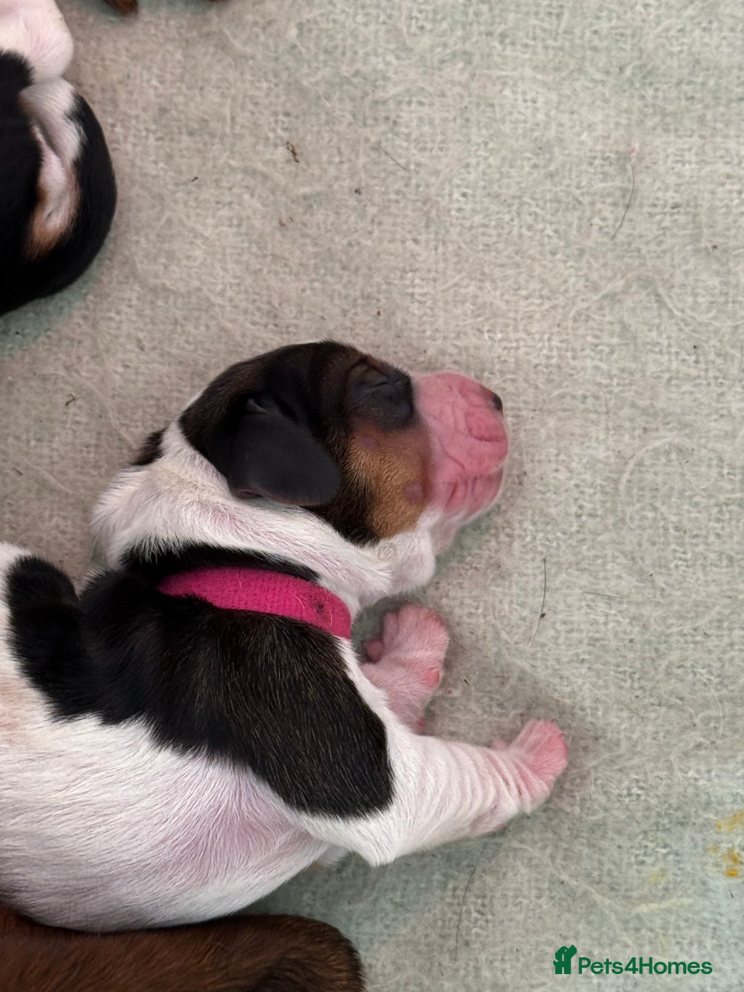Basset Hound dogs for sale: Beautiful Basset Hound Puppies  - Image 3