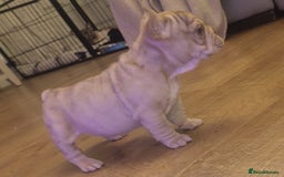 French Bulldog dogs for sale: stunning pups ready to leave  - Image 2