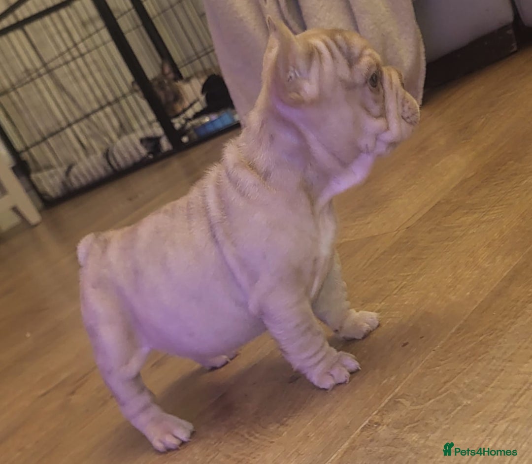 French Bulldog dogs for sale: stunning pups ready to leave  - Image 2