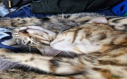 Mixed Breed cats for sale: 2 Tabby kittens  - Image 5