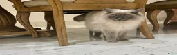 Maine Coon cats for sale: Retired Queens , Maine coon and Ragdoll  - Advert 6