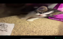 Mixed Breed cats for sale: Beautiful boy kitten ready for new home - Image 4