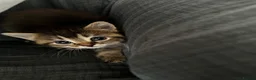British Shorthair cats for sale: British Shorthair mix Kittens - Advert 26