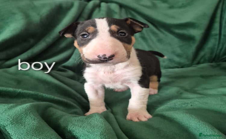 English Bull Terrier dogs - Advert 1