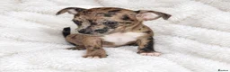 Mixed Breed dogs for sale: 1 Female - French Bull Jack Puppies - Advert 6