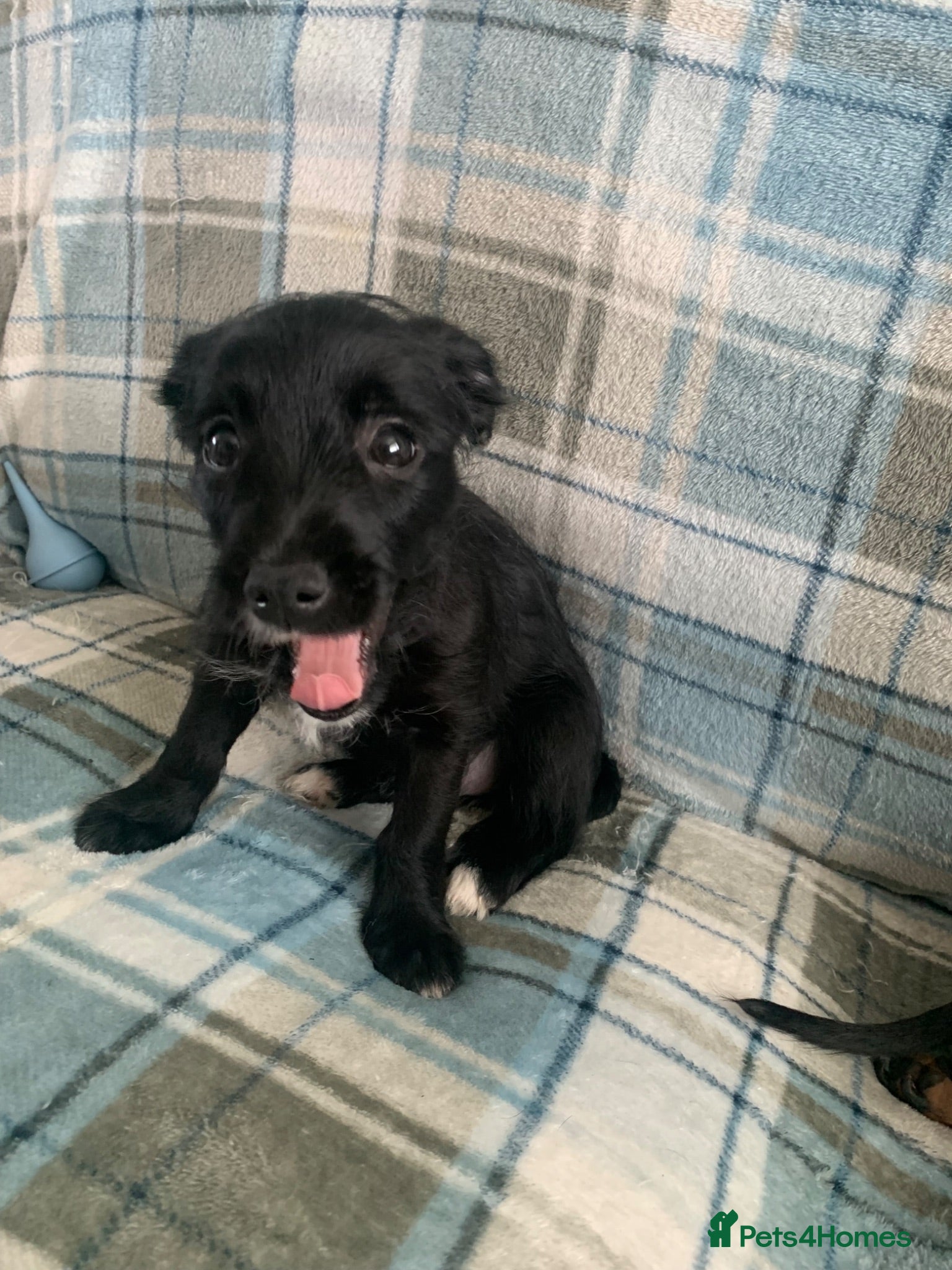 Mixed Breed dogs Whipoodle  - Advert 18