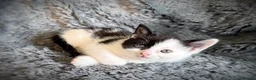 Mixed Breed cats for sale: 9 beautiful kittens looking for new homes  - Advert 30