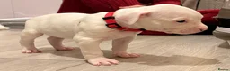 American Bulldog dogs for sale: American bulldog puppies  - Advert 15