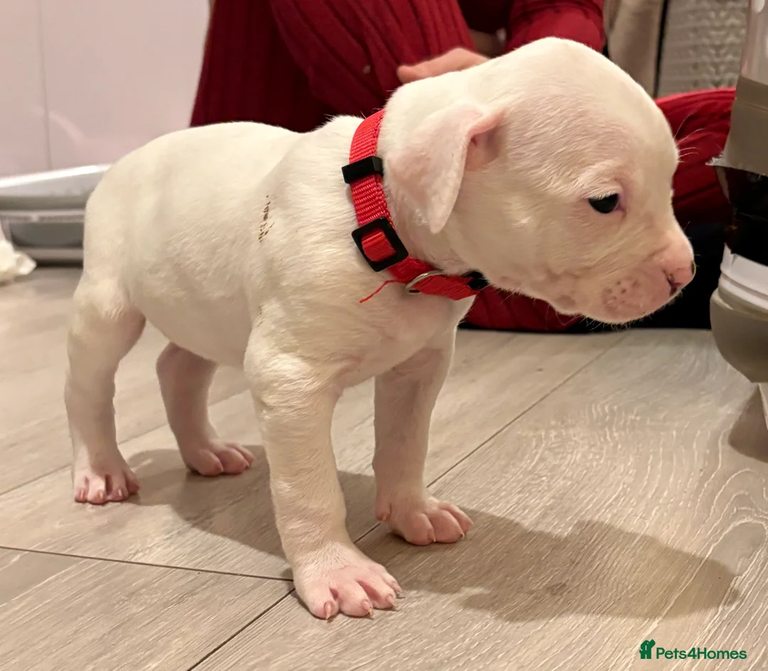 American Bulldog dogs for sale: American bulldog puppies  - Advert 15