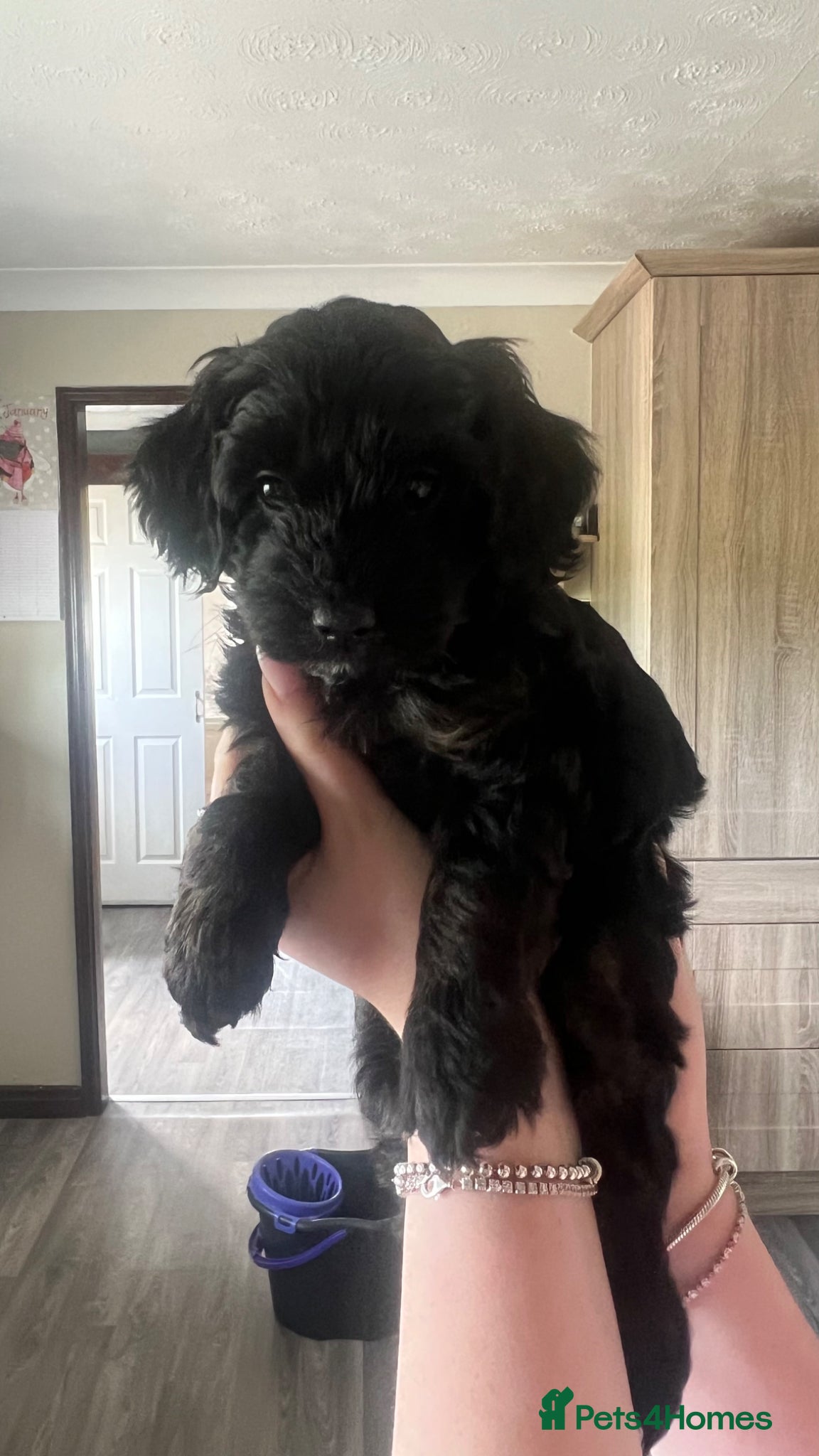 Cockapoo dogs  🐾 Black F2b Miniature Cockapoo Girl 🐾 - Advert 14
