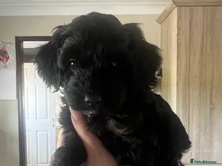 Cockapoo dogs 🐾 Black F2b Miniature Cockapoo Girl 🐾 - Advert 14