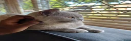 British Shorthair cats for sale: Fawn British short hair kitten for sale  - Advert 5