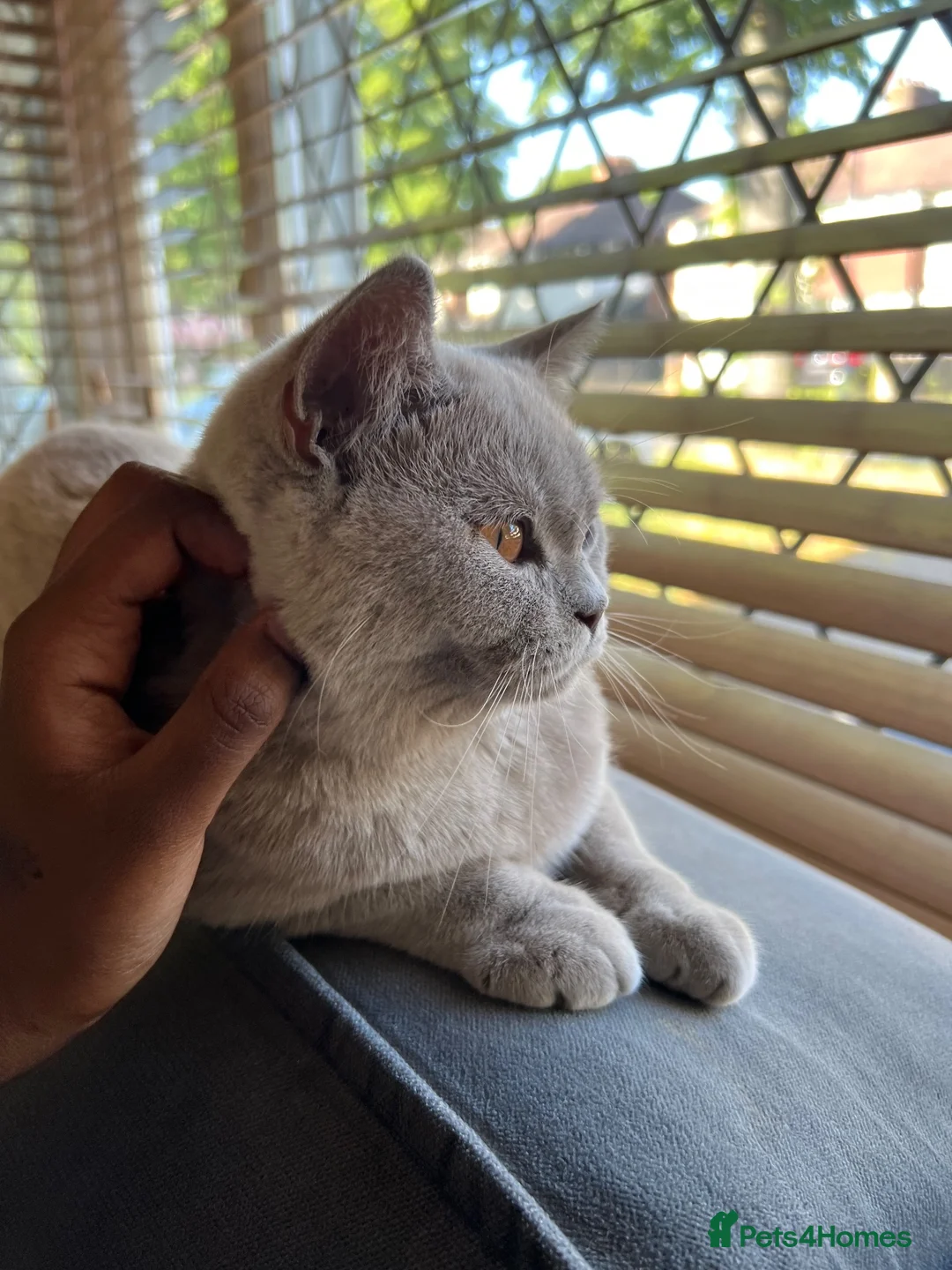 British Shorthair cats for sale: Fawn British short hair kitten for sale  - Advert 5