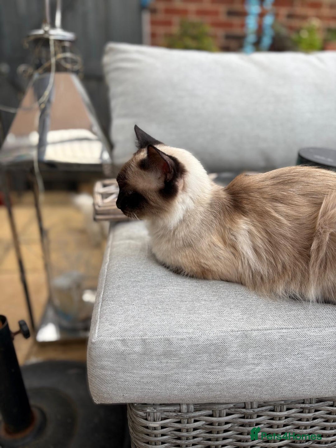 Ragdoll cats for sale: Rare champion lilac/flame/tortie Ragdoll kittens in Hook - Image 5