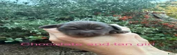 Cocker Spaniel dogs for sale: 6 Beautiful show cocker spaniel puppies ❤️❤️  - Advert 5