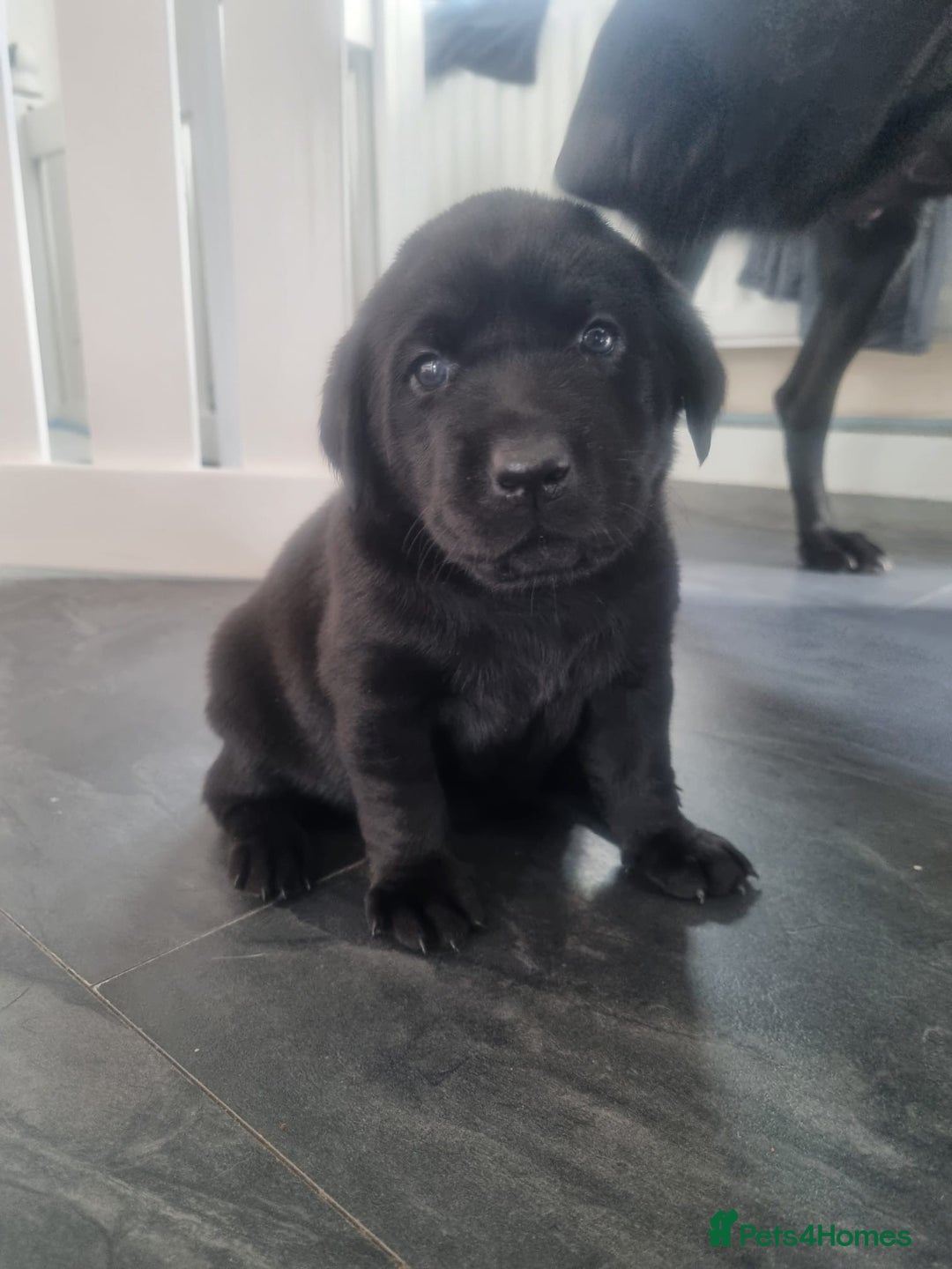 Labrador Retriever dogs for sale: Adorable labrador puppies 🐾  - Image 12