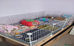 Guinea Pig rodents for sale: Pair of female guinea pigs with complete set up - Image 1