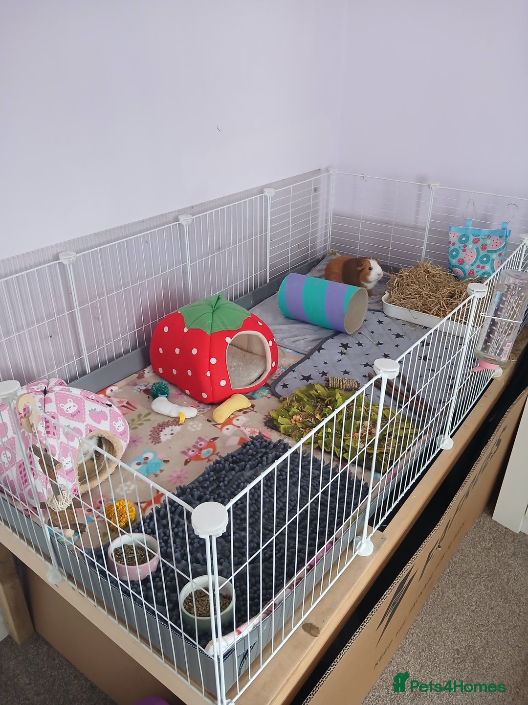 Guinea Pig rodents for sale: Pair of female guinea pigs with complete set up - Image 1
