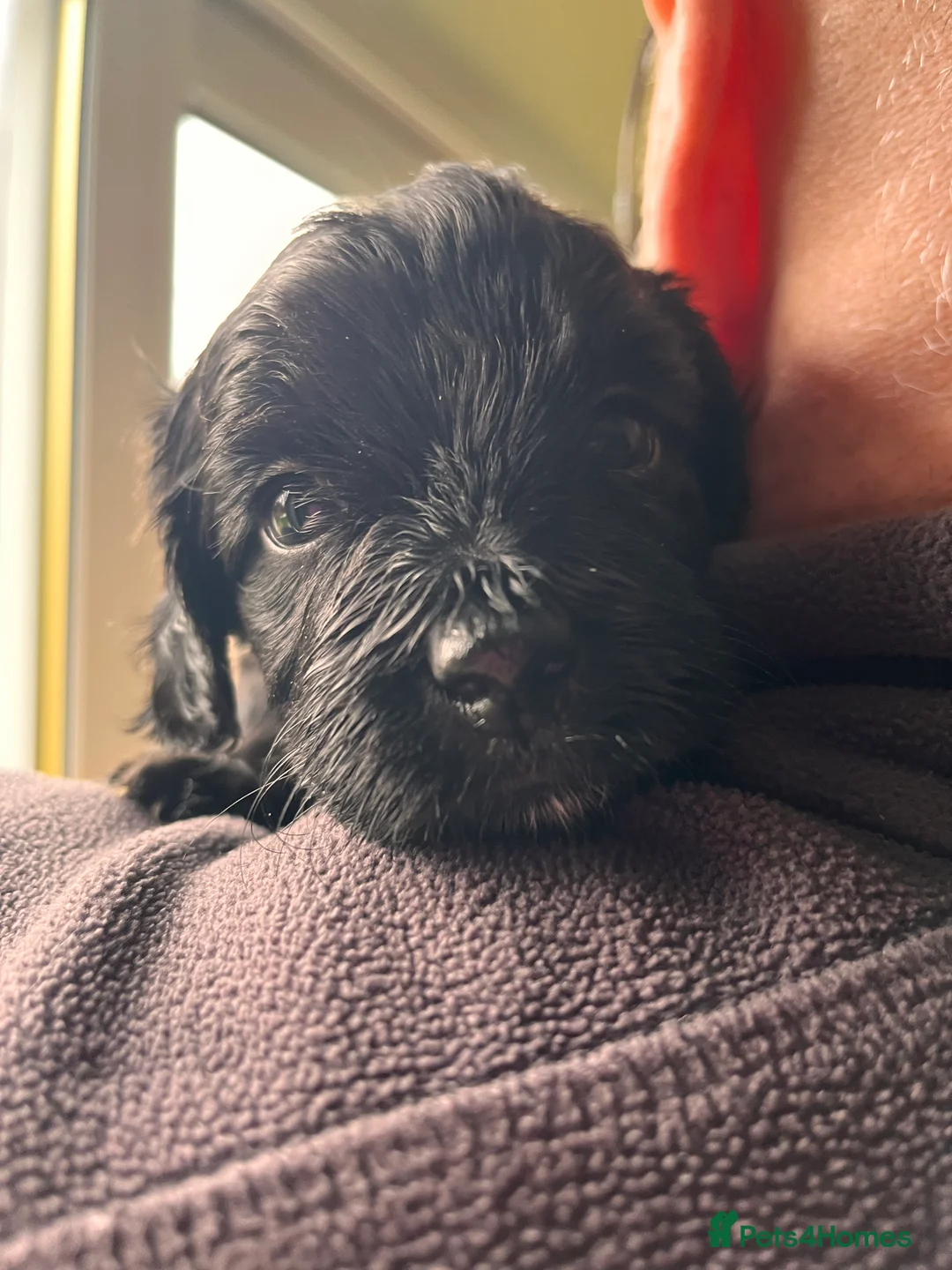 Mixed Breed dogs for sale: Stunning black Australian labradoodle pups - Advert 21