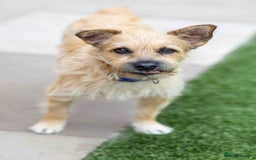 Mixed Breed dogs for adoption: Livvy - Image 23