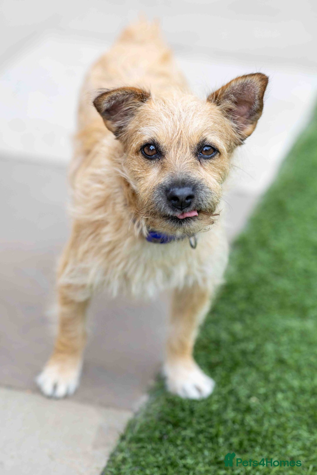 Mixed Breed dogs for adoption: Livvy - Image 23
