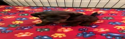 Mixed Breed dogs for sale: Jackapoo (Parsons) pups for sale - Advert 6