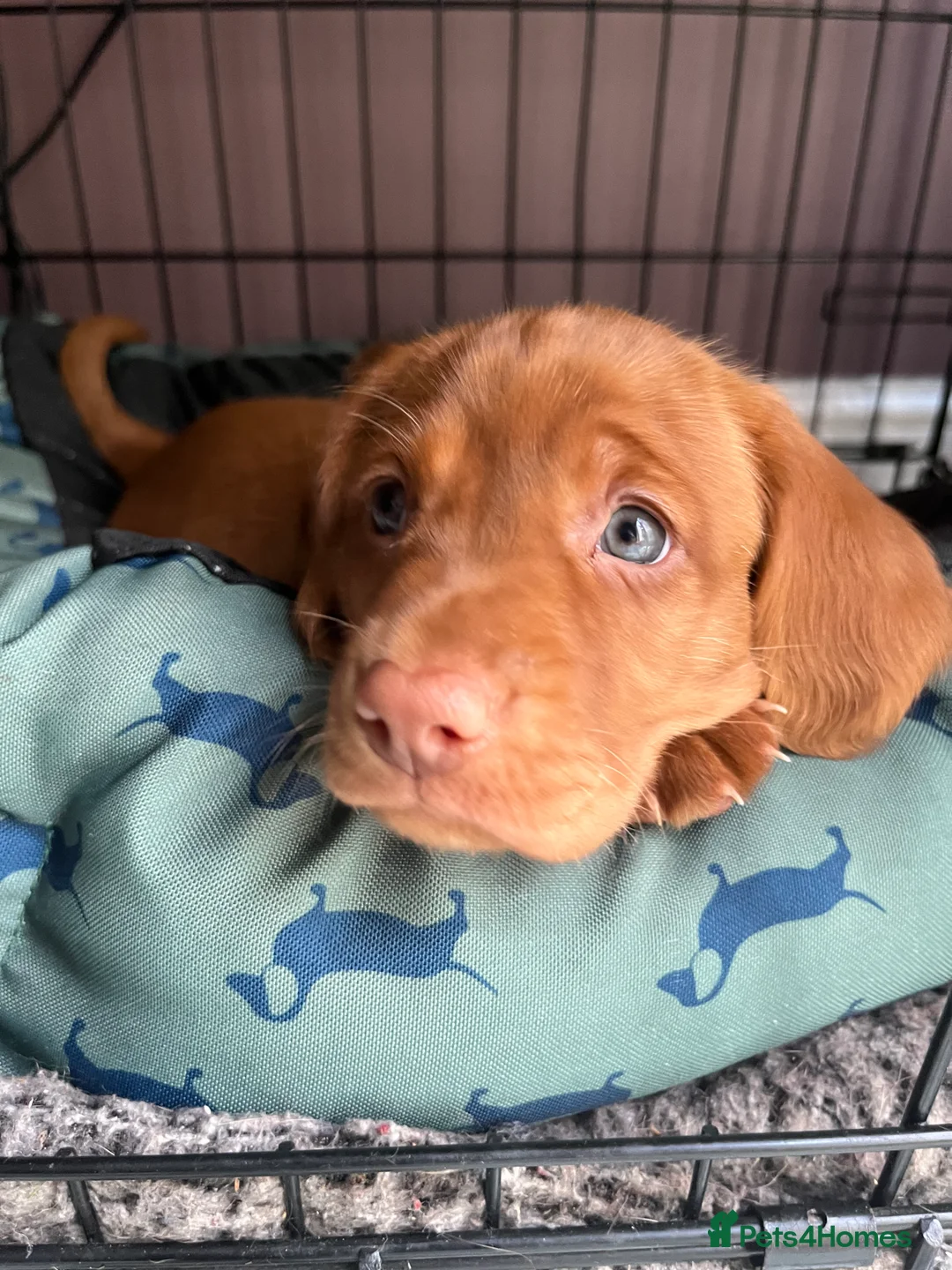 Mixed Breed dogs for sale: Beautiful Vizsla × Red Fox Lab × Working Cocker  - Advert 2