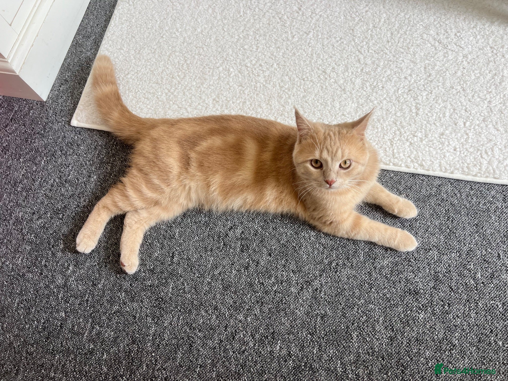 British Shorthair cats Nemo the British Shorthair🐱 - Advert 6