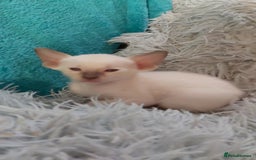 Oriental cats for sale: Full Pedigree Oriental 6 Kittens XL size ears GCCF - Image 5