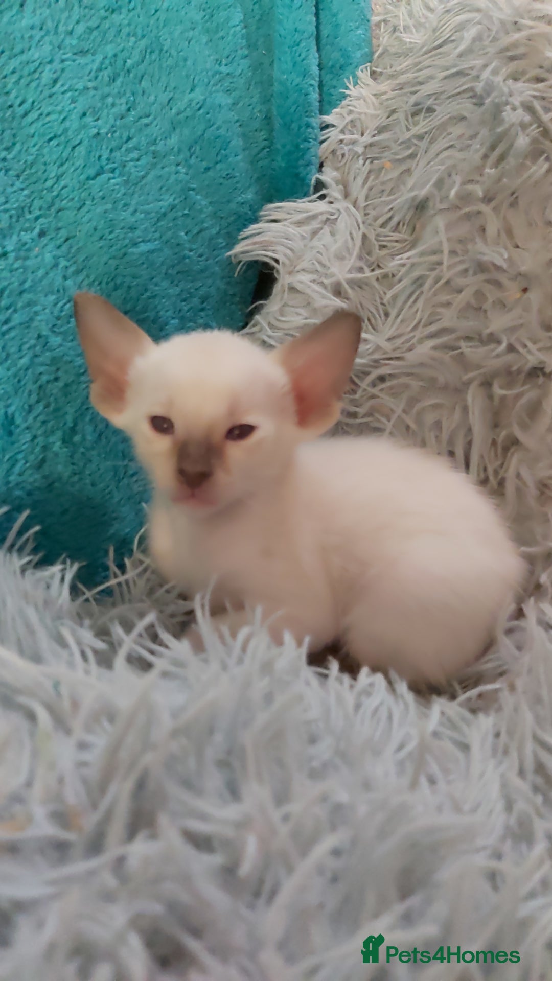 Oriental cats for sale: Full Pedigree Oriental 6 Kittens XL size ears GCCF - Image 5