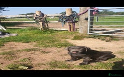Labrador Retriever dogs for sale: KC Reg Labrador Puppies - Therapy Dog Mum - Image 13