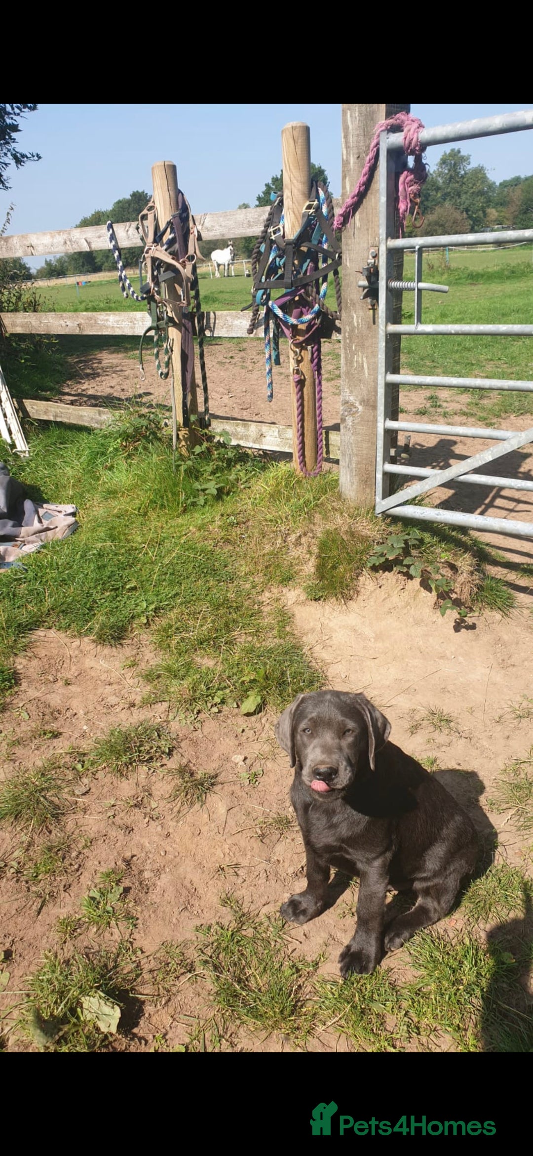 Labrador Retriever dogs for sale: KC Reg Labrador Puppies - Therapy Dog Mum - Image 13