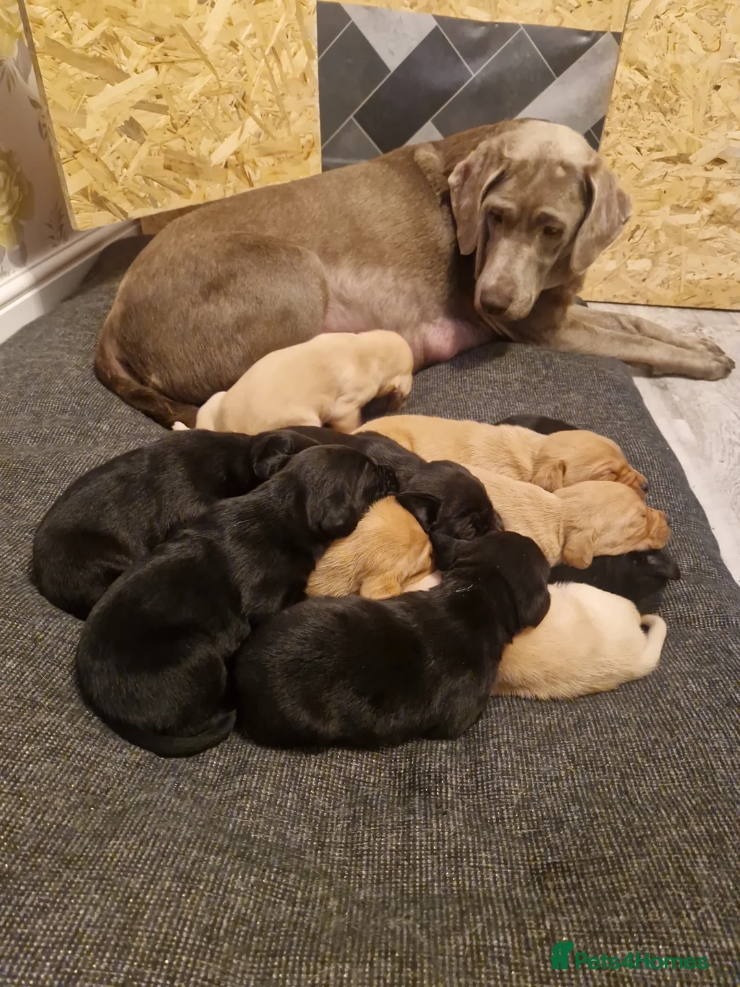 Labrador Retriever dogs for sale: Labrador  - Advert 1