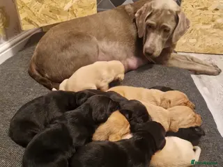 Labrador Retriever dogs Labrador - Advert 1