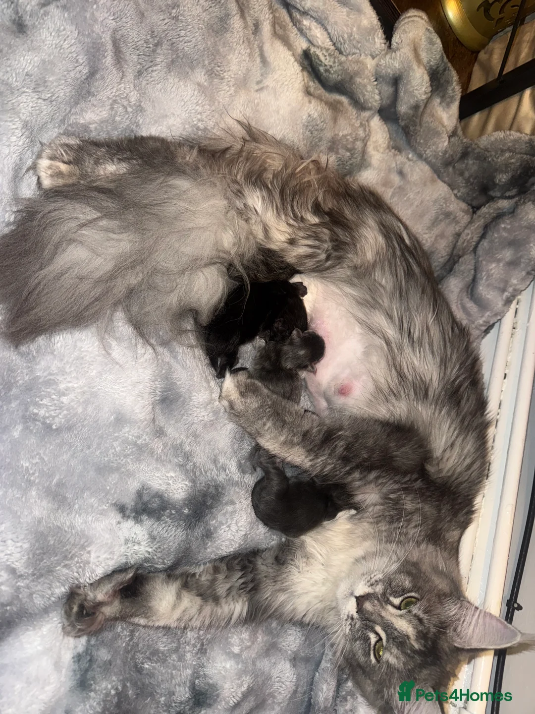 Maine Coon cats for sale: 👑 Stunning pedigree Maine coon kittens 👑  - Advert 23