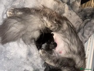 Maine Coon cats 👑 Stunning high silver poly Maine coon kittens 👑 - Advert 8