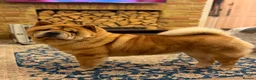 Chow Chow dogs for sale: The most beautiful smooth chow 3 years old girl - Advert 1