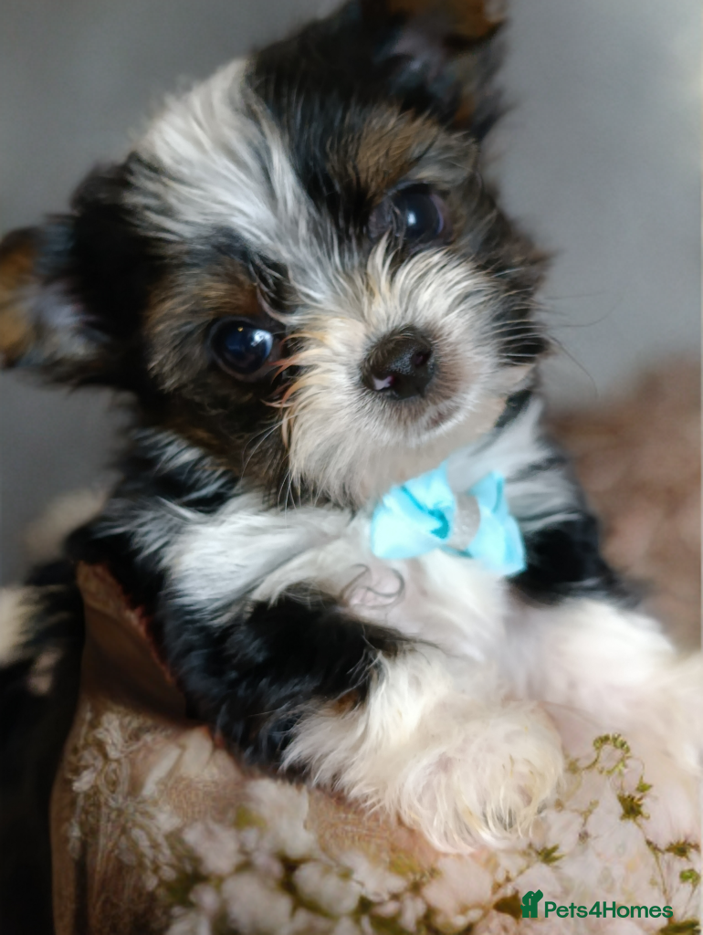 Yorkshire Terrier dogs Yorkshire terrier biewer🐶   - Advert 1