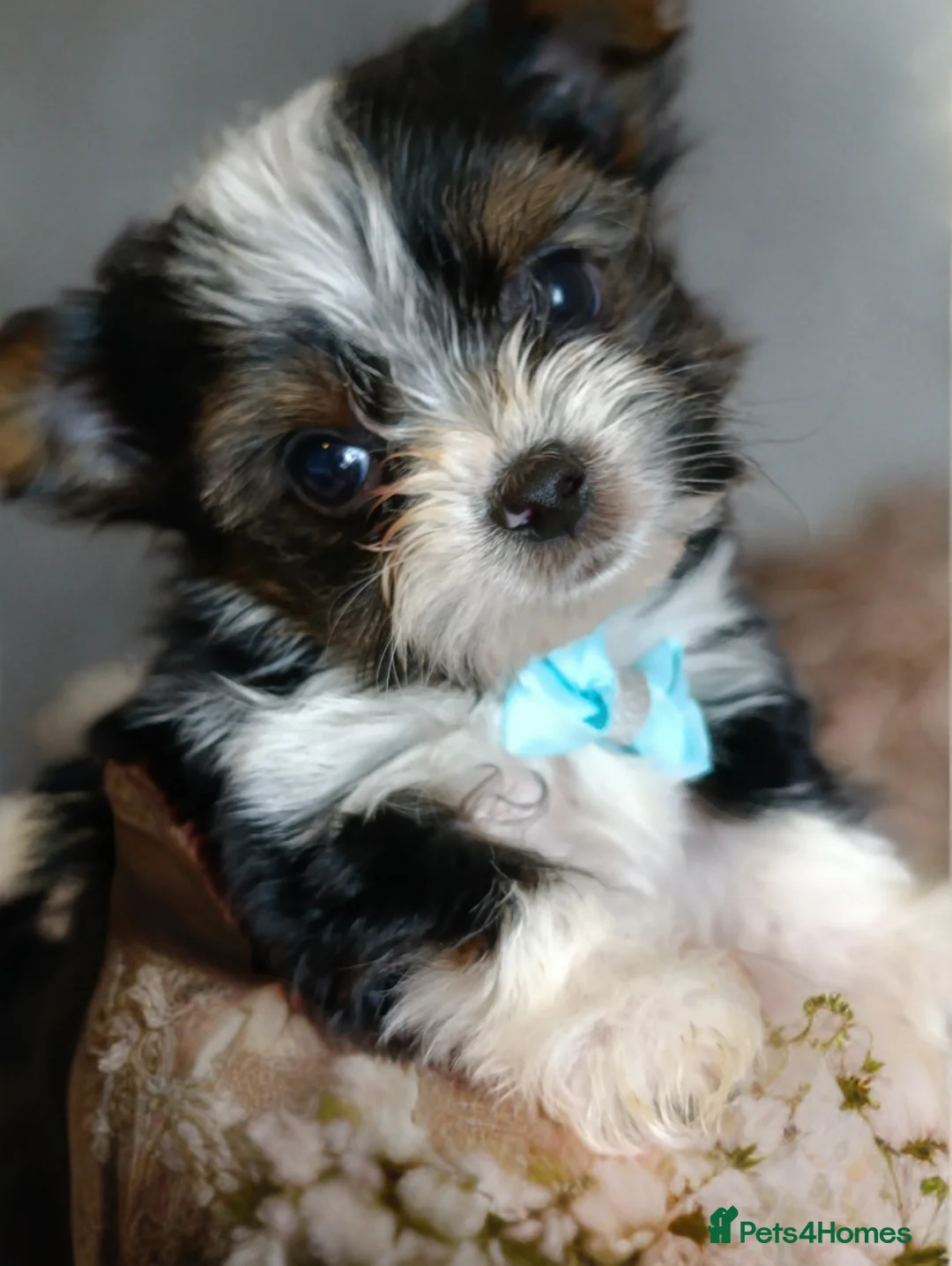 Yorkshire Terrier dogs for sale: Yorkshire terrier biewer🐶  - Advert 1