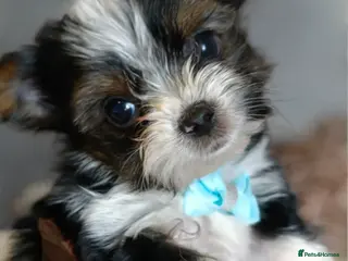 Yorkshire Terrier dogs Yorkshire terrier biewer🐶 - Advert 1