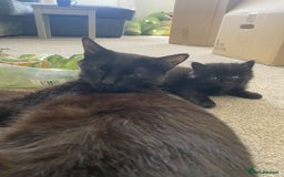 British Shorthair cats for sale: 3 adorable little black kittens - Image 9