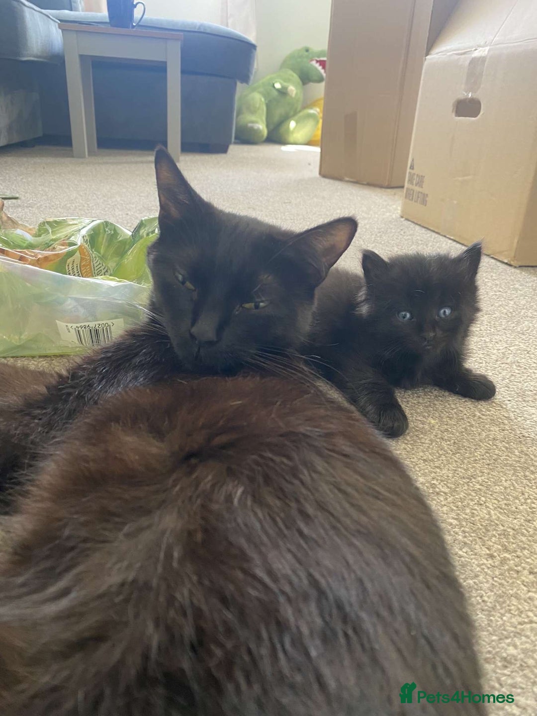 British Shorthair cats for sale: 3 adorable little black kittens - Image 9