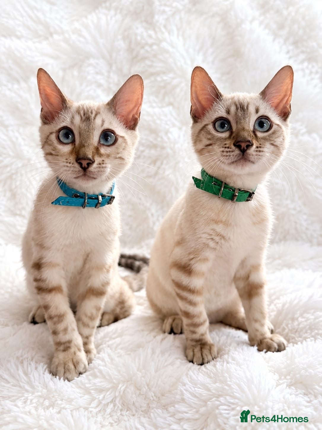 Bengal cats TICA Registered Bengal snow 5 Generation Pedigree  - Advert 1