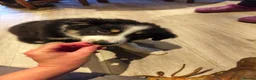 Border Collie dogs for sale: Border Collie Pups - Advert 7