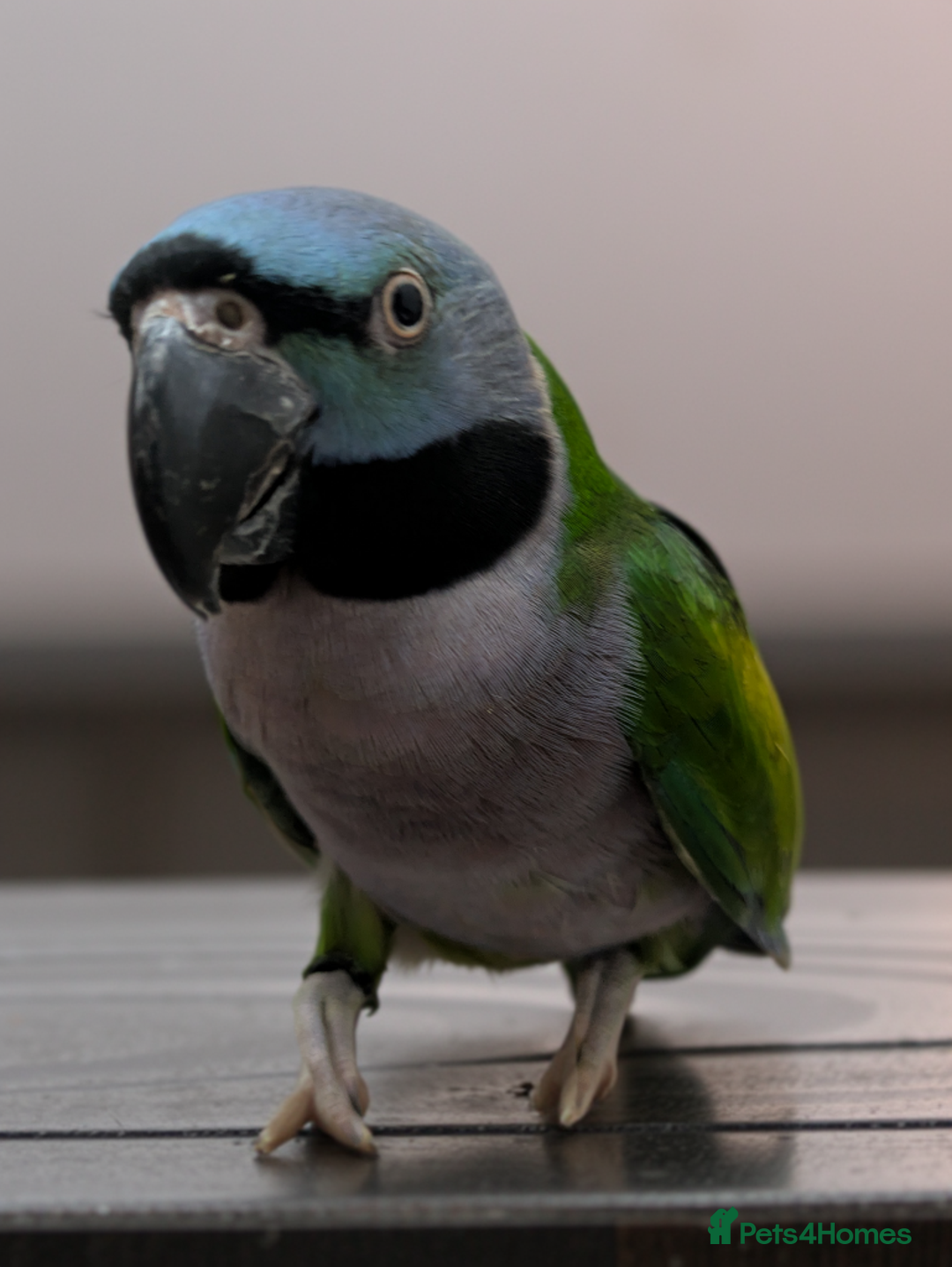 Parakeets birds for sale: Chinese Parakeet Derbyan Parakeet friendly - Advert 13